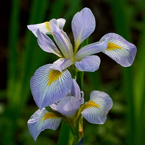 Iris virginica